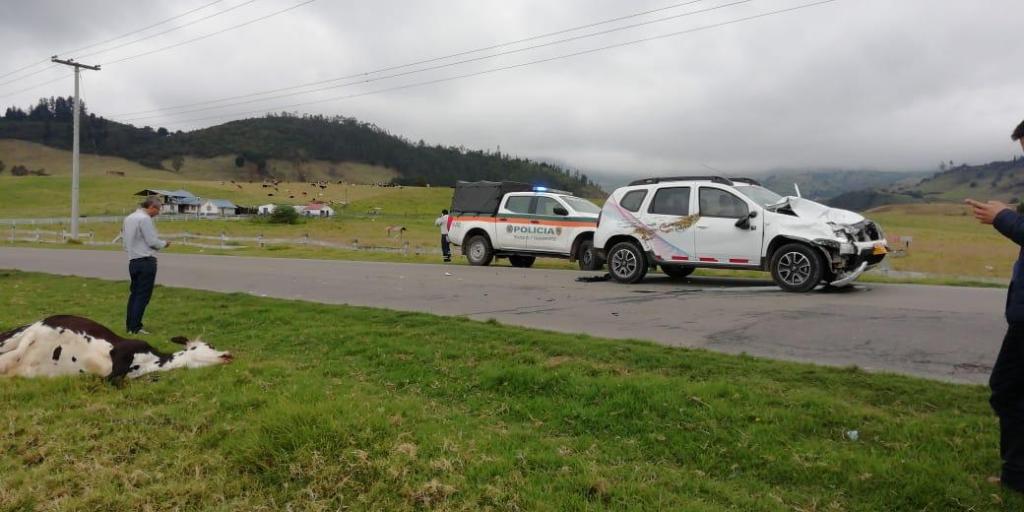 Una vaca yace a orilla de carretera mientras se ve un vehículo liviano con signos de colisión. La Policía de Carreteras de Colombia está en el sitio.